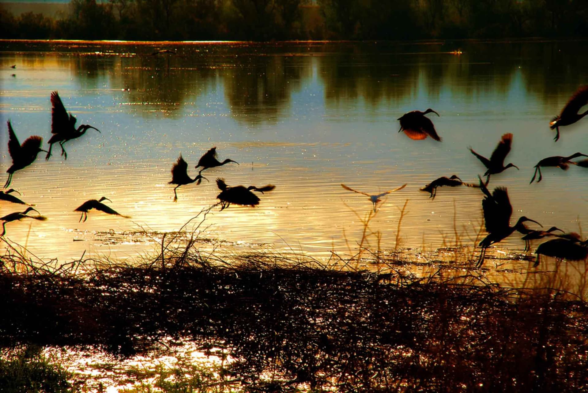 Migratory birds in Bhitarkanika