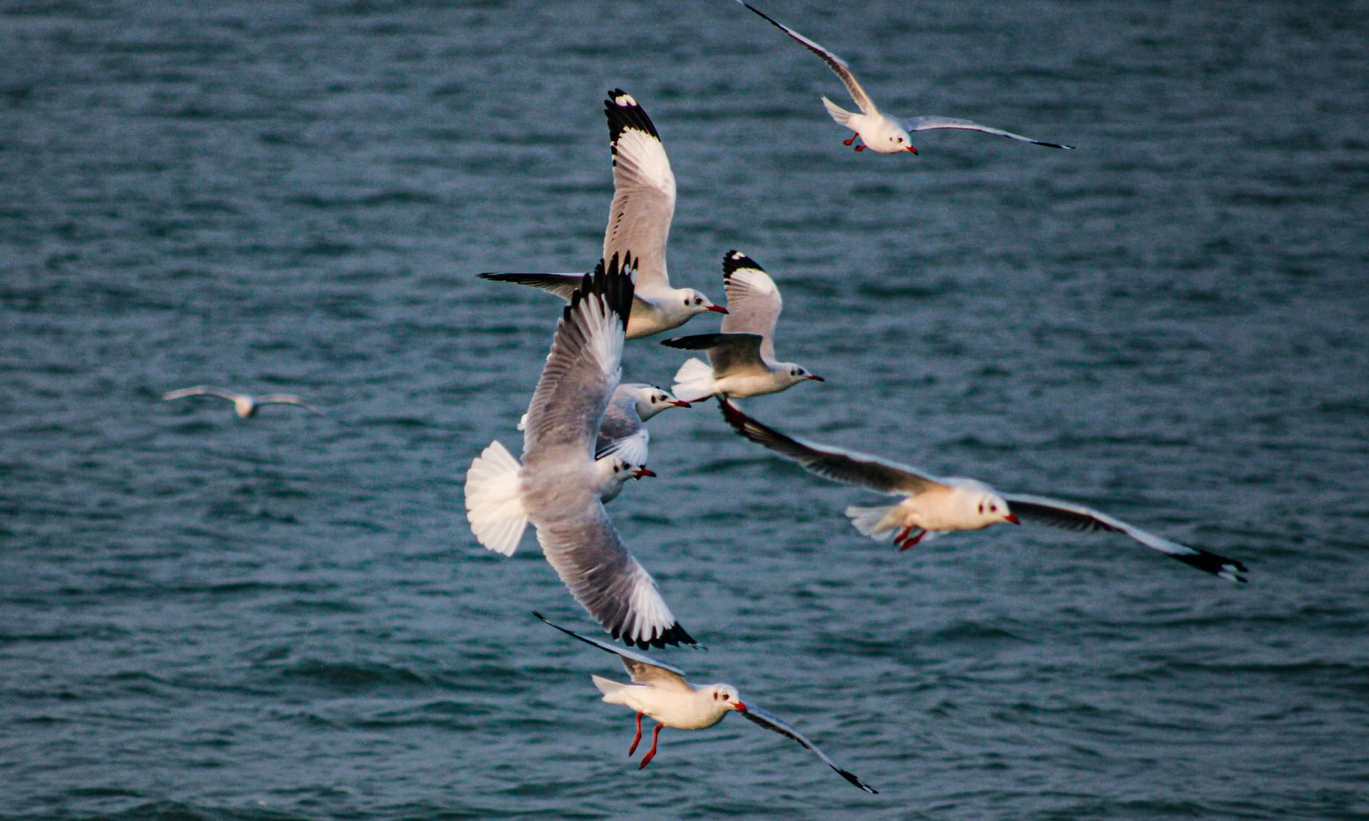 Flying Seagulls