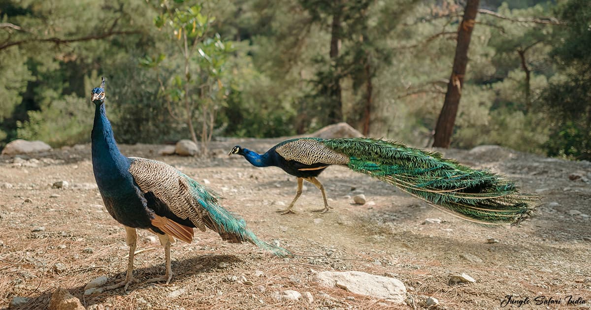Birdlife in Simlipal