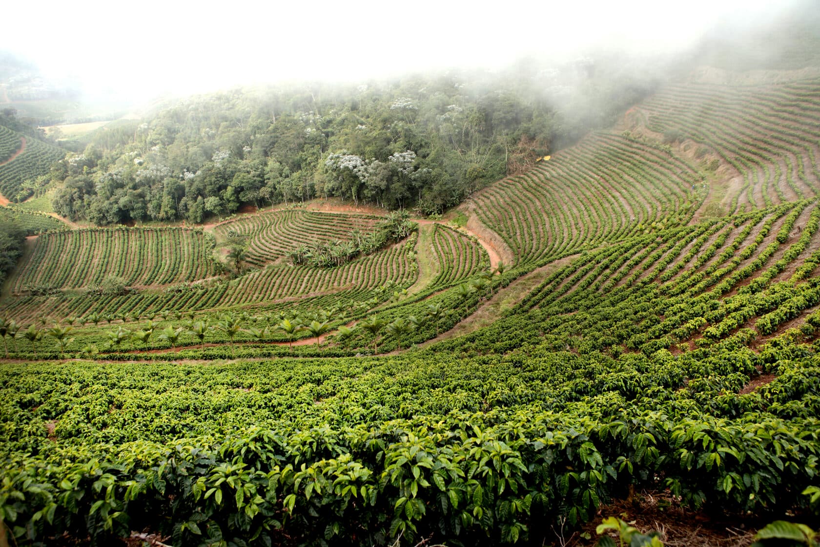 Koraput coffee plantation