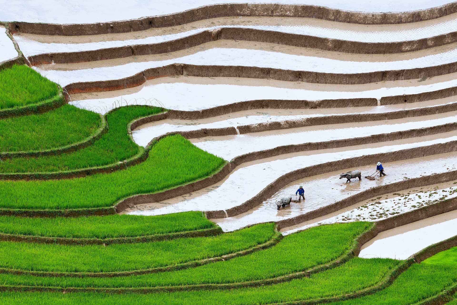 Tribal village landscape