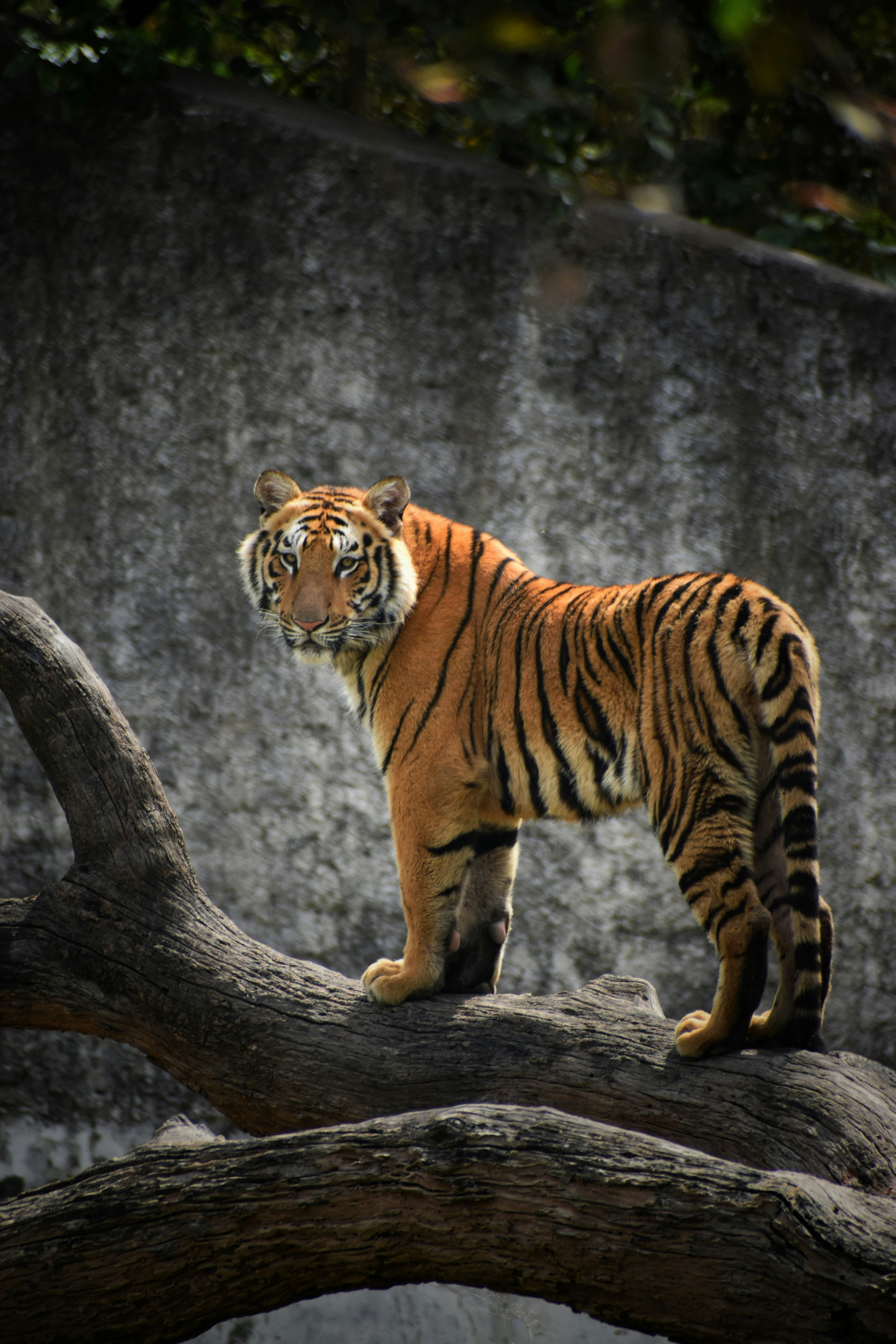 SIMILIPAL